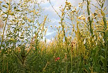 Steppe flora, Wild flowers, Rostov-on-Don, Russia.jpg