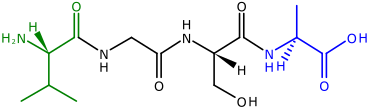 The two ends of a polypeptide are called the N-terminus, or amino end, and the C-terminus, or carboxyl end.[92] This polypeptide has four amino acids linked together. At the left is the N-terminus, with its amino (H2N) group in green. The blue C-terminus, with its carboxyl group (CO2H) is at the right.