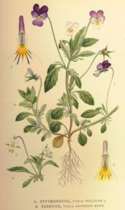 Thumbnail for Viola tricolor