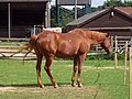 Chestnut horse with Birdcatcher spots