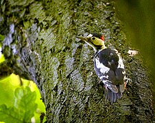 Woodpecker (18600094511).jpg