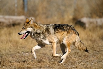 Lop de Mexic (Canis lupus baileyi) (definicion vertadièra 3 288 × 2 416 *)