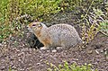 Sysel Parryův (Spermophilus parryii)