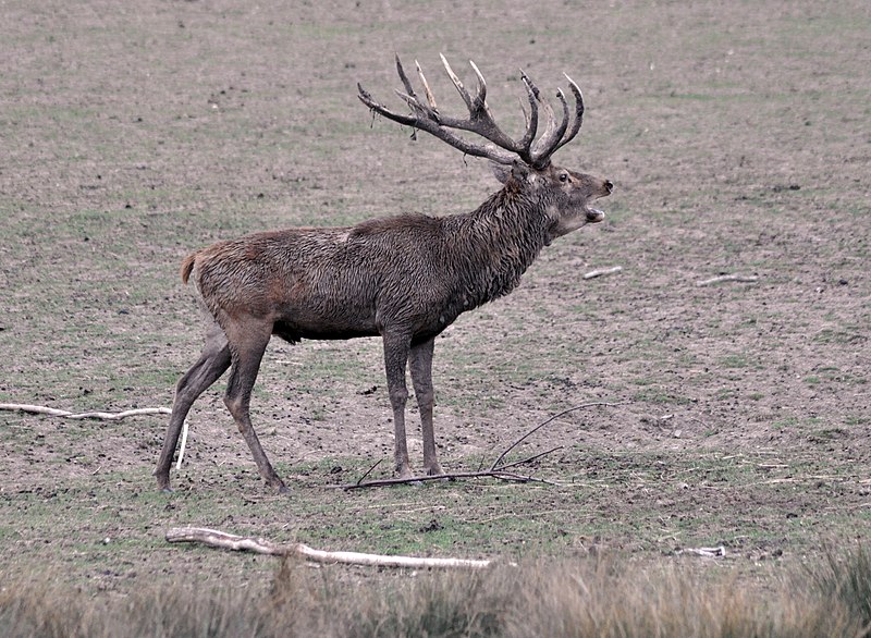 File:Cerf bramant Parc Sainte-Croix 22092018 03.jpg