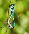 Coenagrion puella.