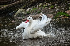 Bath taking at Weltvogelpark Walsrode