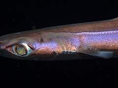 Etmopterus spinax closeup.jpg