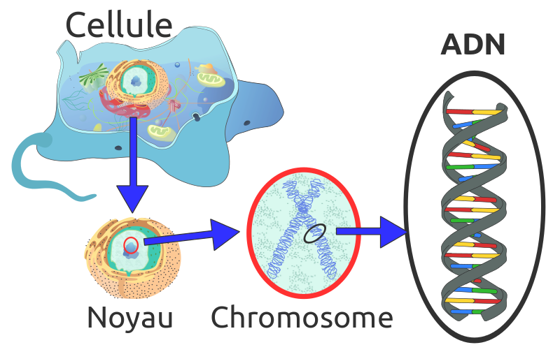 File:Eukaryote DNA-fr.svg