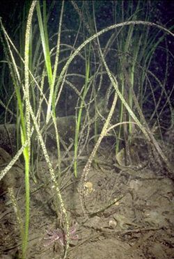 Almindelig Bændeltang (Zostera marina)