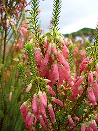 Erica mammosa