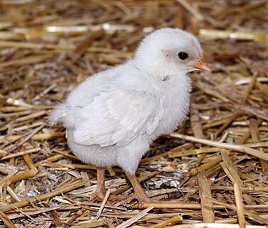 Chicken; Bird park Steinen, Steinen, Baden-Württemberg, Germany