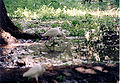 Ibis birds at garden