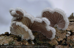 Lõhislehik Schizophyllum commune