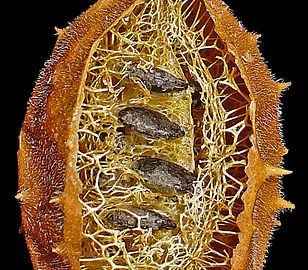 Exocarpio y parte del mesocarpio fibroso removidas, se observan las semillas aplanadas orientadas horizontalmente al eje floral.