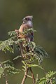 C. s. kiwuensis, Uganda