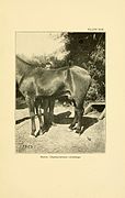 The army horse in accident and disease BHL19860879.jpg