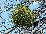 Maretak (Viscum album) in een appelboom