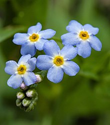 Water Forget-Me-Not (Myosotis scorpioides) in Pennsylvania