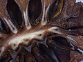 Cross-section of a young pine cone