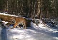 In the wild in Bastak Nature Reserve, Russian Far East