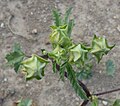 Unopened flowers showing 5-part calyx and 3-broad-part epicalyx