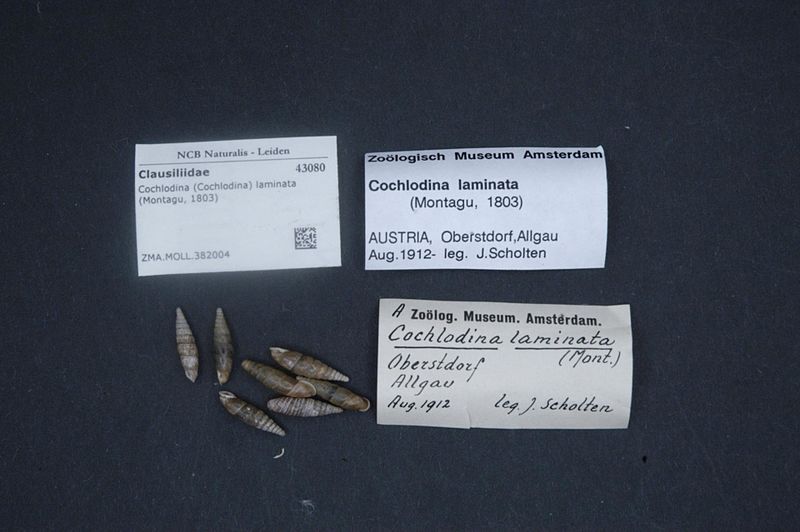 File:Naturalis Biodiversity Center - ZMA.MOLL.382004 - Cochlodina (Cochlodina) laminata (Montagu, 1803) - Clausiliidae - Mollusc shell.jpeg