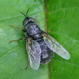 Zwarte moeraswapenvlieg Odontomyia tigrina