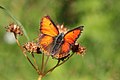 * Nomination Balkan copper (Lycaena candens leonhardi) male, Bulgaria --Charlesjsharp 09:35, 15 August 2017 (UTC) * Promotion Good quality. --Peulle 10:27, 15 August 2017 (UTC)