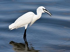 Fishing 4 - swallowing, Muttukadu, India