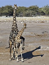 Girafes angolaises s'accouplant (G. c. angolensis).