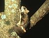 Glaucomys sabrinus