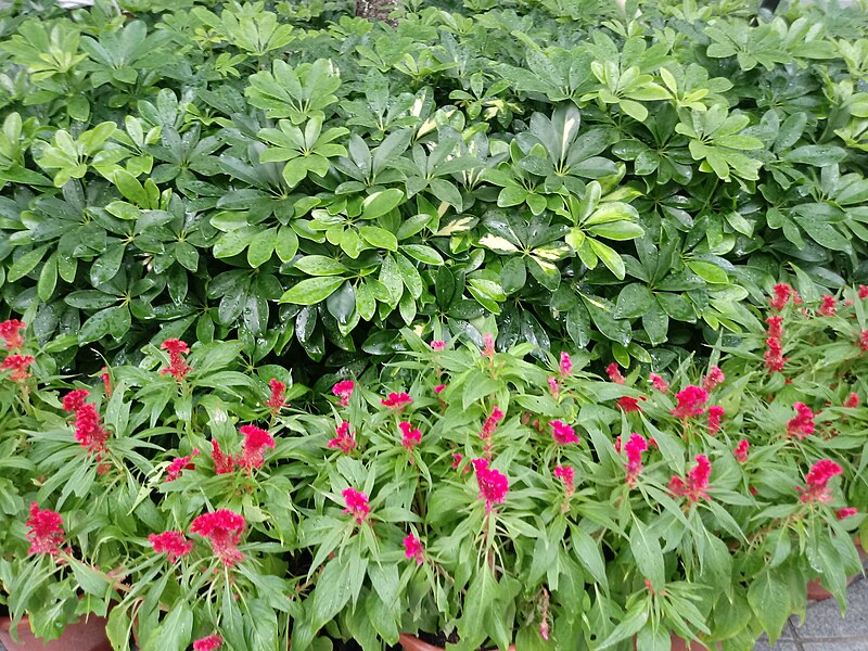 File:HK TKL 調景嶺 Tiu Keng Leng 香港知專設計學院 HKDI 李惠利工業學院 LWL campus June 2018 LGM 14 green trees n plants 04.jpg