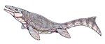 Prognathodon waiparaensis