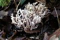 Basidiocarps of Ramaria rugosa, a coral fungus