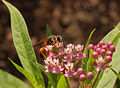 Sphex ichneumoneus feeding on the flower