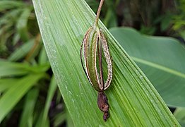 Cápsulas de Spathoglottis plicata que, como ocorre na maioria das orquídeas, abre longitudinalmente ao longo de 3 a 6 fendas, permanencendo fechada em abos os extremos.