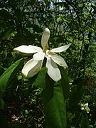 Magnolia fraseri (3).jpg