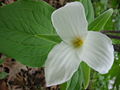 Trillium flower