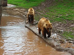 Bear habitat.