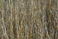 English: Phragmites Deutsch: Schilfrohr