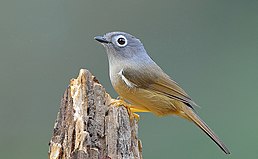 Альципа сірощока (Alcippe morrisonia)