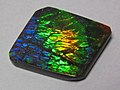 Ammolite