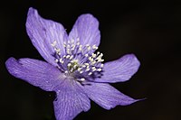 Anemone oregana