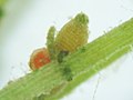 Oogonium (larger) and antheridium (with red centre) of the alga Chara, produced on the stem of a plant