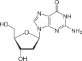 Deoxyguanosinum, intra ADN