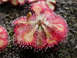 Umandejua (Drosera tokaiensis)