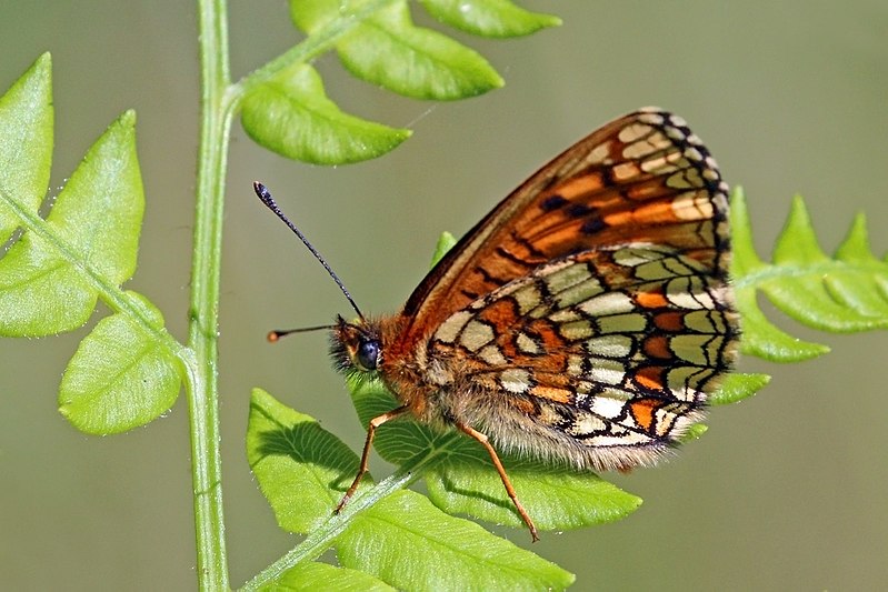 File:Heath fritillary (Melitaea athalia lachares) underside.jpg