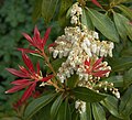 Pieris forest flame