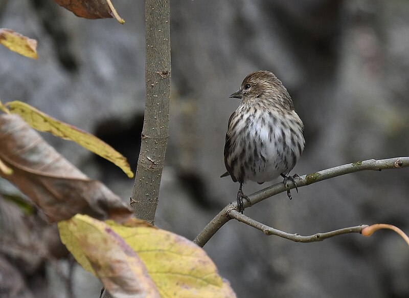 File:Pine Siskin - 50535258016.jpg