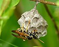 Vespoidea (Polistes nimpha juu ya sega lake)